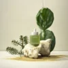 Whamisa FRESH Cactus Bouncy Serum